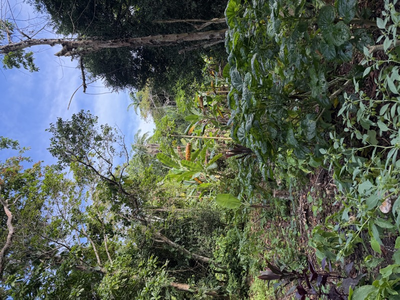 Path through the tropical garden used on the fruits and gardens tour